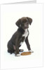 Mixed-Breed Puppy Sitting by Collar by Anonymous