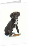Mixed-Breed Puppy Sitting by Collar by Anonymous