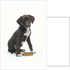 Mixed-Breed Puppy Sitting by Collar by Anonymous