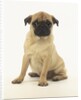 Worried Pug Puppy by Corbis