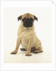 Worried Pug Puppy by Corbis