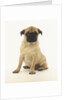 Worried Pug Puppy by Corbis