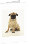 Worried Pug Puppy by Corbis