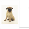 Worried Pug Puppy by Corbis