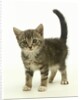 Surprised Kitten by Anonymous