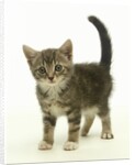 Surprised Kitten by Anonymous