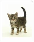 Surprised Kitten by Anonymous