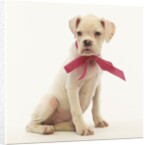 White Boxer Puppy Wearing Pink Bow by Anonymous