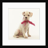 White Boxer Puppy Wearing Pink Bow by Anonymous