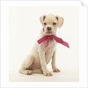 White Boxer Puppy Wearing Pink Bow by Anonymous