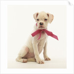 White Boxer Puppy Wearing Pink Bow by Anonymous