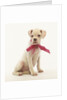 White Boxer Puppy Wearing Pink Bow by Anonymous