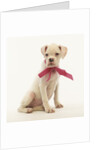 White Boxer Puppy Wearing Pink Bow by Anonymous