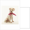 White Boxer Puppy Wearing Pink Bow by Anonymous