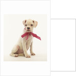 White Boxer Puppy Wearing Pink Bow by Anonymous