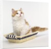 Ginger and White Kitten Sitting in Basket by Anonymous