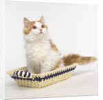 Ginger and White Kitten Sitting in Basket by Anonymous
