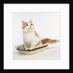 Ginger and White Kitten Sitting in Basket by Anonymous