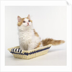 Ginger and White Kitten Sitting in Basket by Anonymous