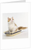 Ginger and White Kitten Sitting in Basket by Anonymous