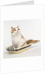 Ginger and White Kitten Sitting in Basket by Anonymous