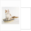 Ginger and White Kitten Sitting in Basket by Anonymous