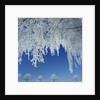 Frost Covered Trees by Anonymous