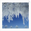 Frost Covered Trees by Anonymous