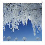 Frost Covered Trees by Anonymous
