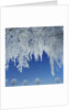 Frost Covered Trees by Anonymous
