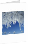 Frost Covered Trees by Anonymous