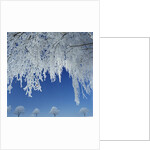 Frost Covered Trees by Anonymous