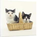 Two Black and White Kittens Sitting in a Basket by Anonymous