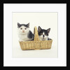 Two Black and White Kittens Sitting in a Basket by Anonymous