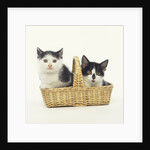 Two Black and White Kittens Sitting in a Basket by Anonymous