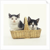 Two Black and White Kittens Sitting in a Basket by Anonymous