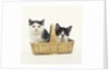 Two Black and White Kittens Sitting in a Basket by Anonymous