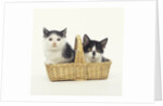 Two Black and White Kittens Sitting in a Basket by Anonymous