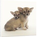 2 Long-Haired Chihuahuas by Anonymous