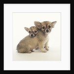 2 Long-Haired Chihuahuas by Anonymous