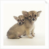 2 Long-Haired Chihuahuas by Anonymous