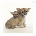 2 Long-Haired Chihuahuas by Anonymous