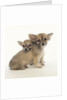 2 Long-Haired Chihuahuas by Anonymous