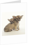 2 Long-Haired Chihuahuas by Anonymous
