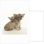 2 Long-Haired Chihuahuas by Anonymous