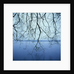 Tree Branch over Lake by Anonymous