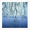 Tree Branch over Lake by Anonymous