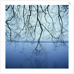 Tree Branch over Lake by Anonymous