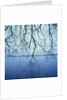 Tree Branch over Lake by Anonymous