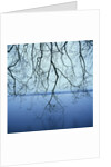 Tree Branch over Lake by Anonymous